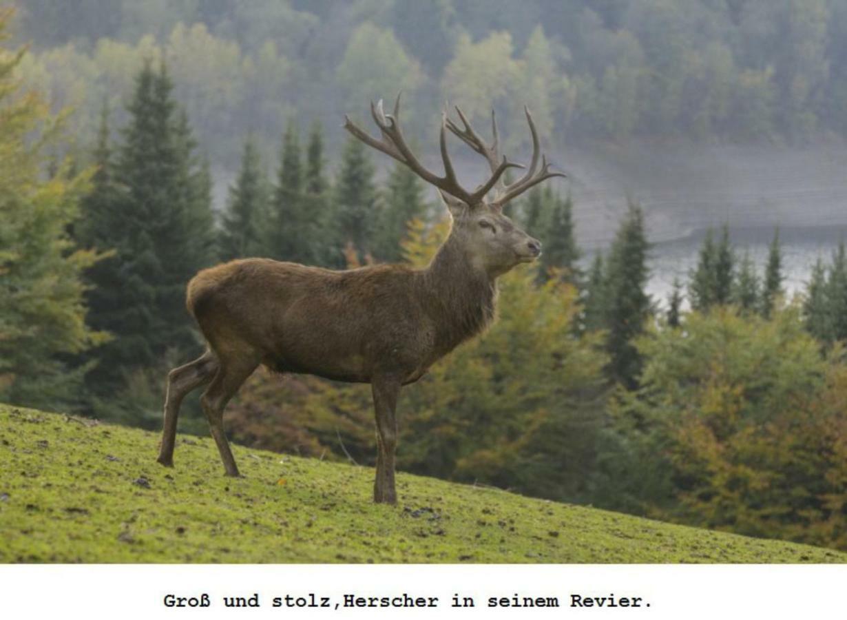 Ferienwohnung Gross B Schleiden Esterno foto