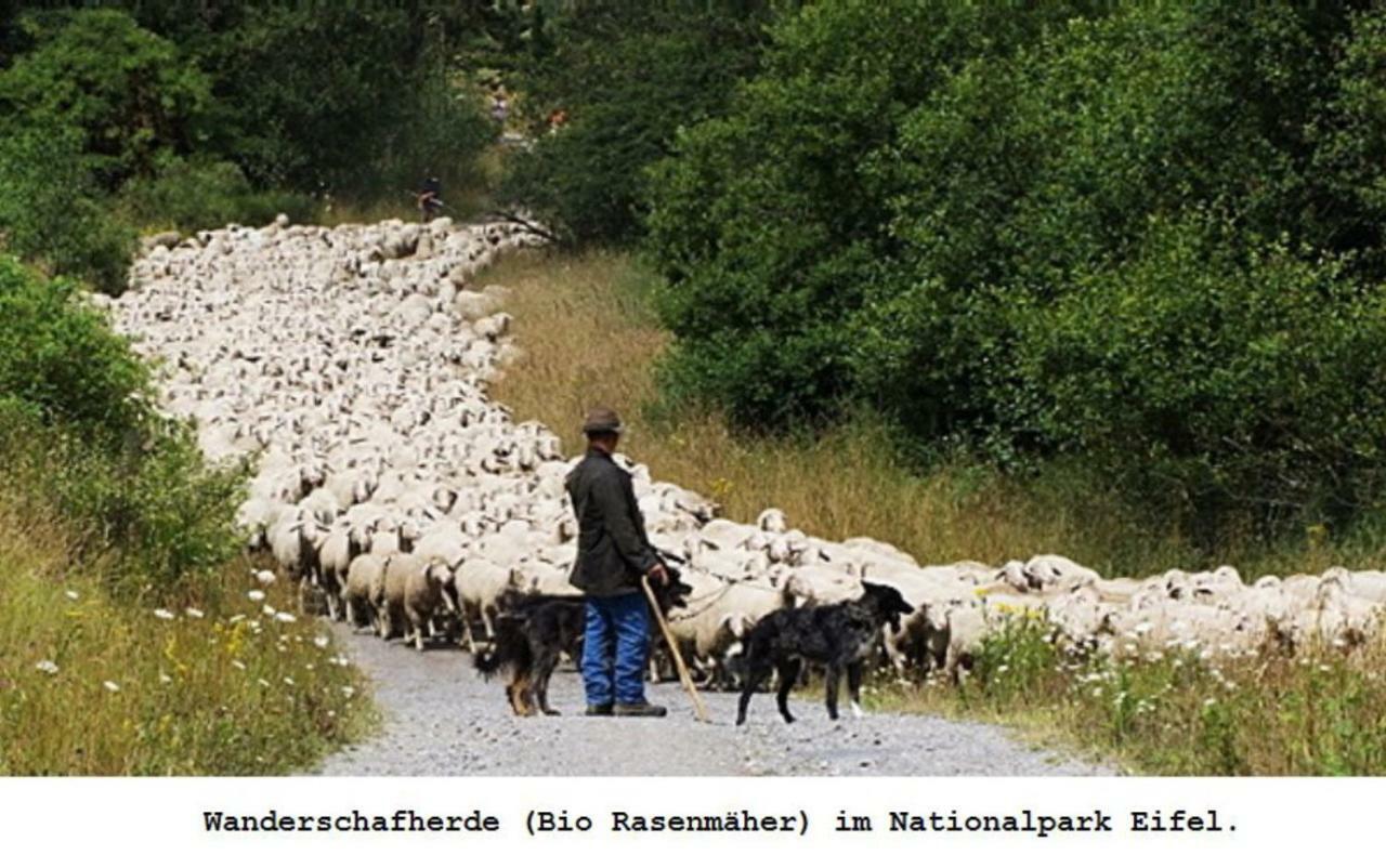 Ferienwohnung Gross B Schleiden Esterno foto