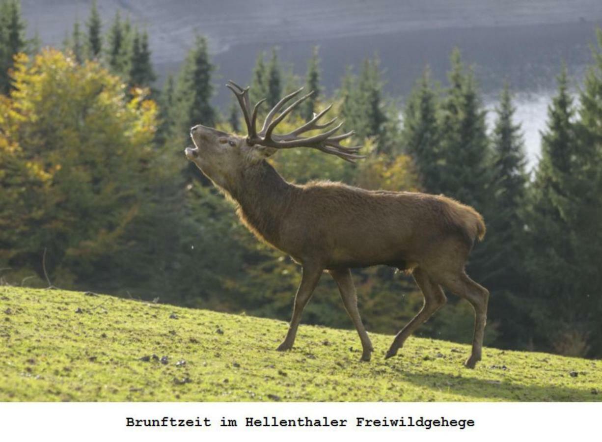 Ferienwohnung Gross B Schleiden Esterno foto